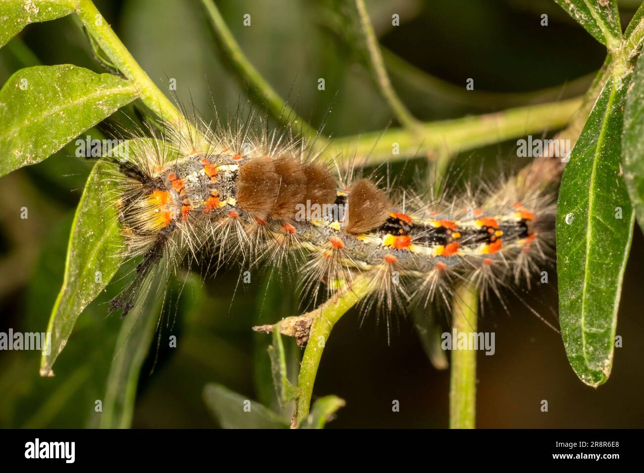 Caterpillar of the rusty tussock moth (Orgyia antiqua). Stock Photo