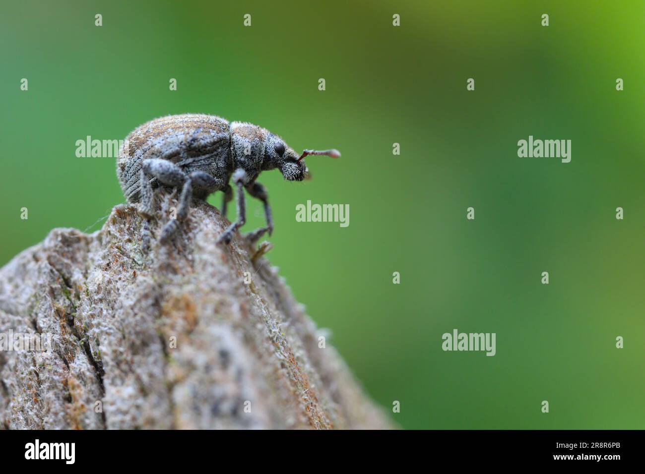 Strophosoma melanogrammum Weevil crawling on twig. Stock Photo
