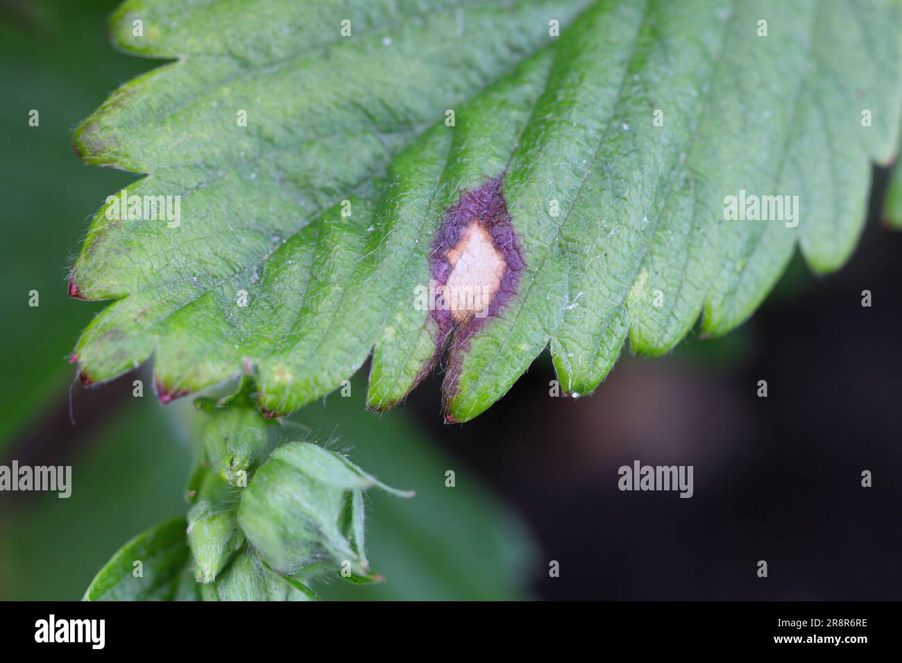Fungal disease of strawberry. Spots visible on strawberry leaf. Stock Photo