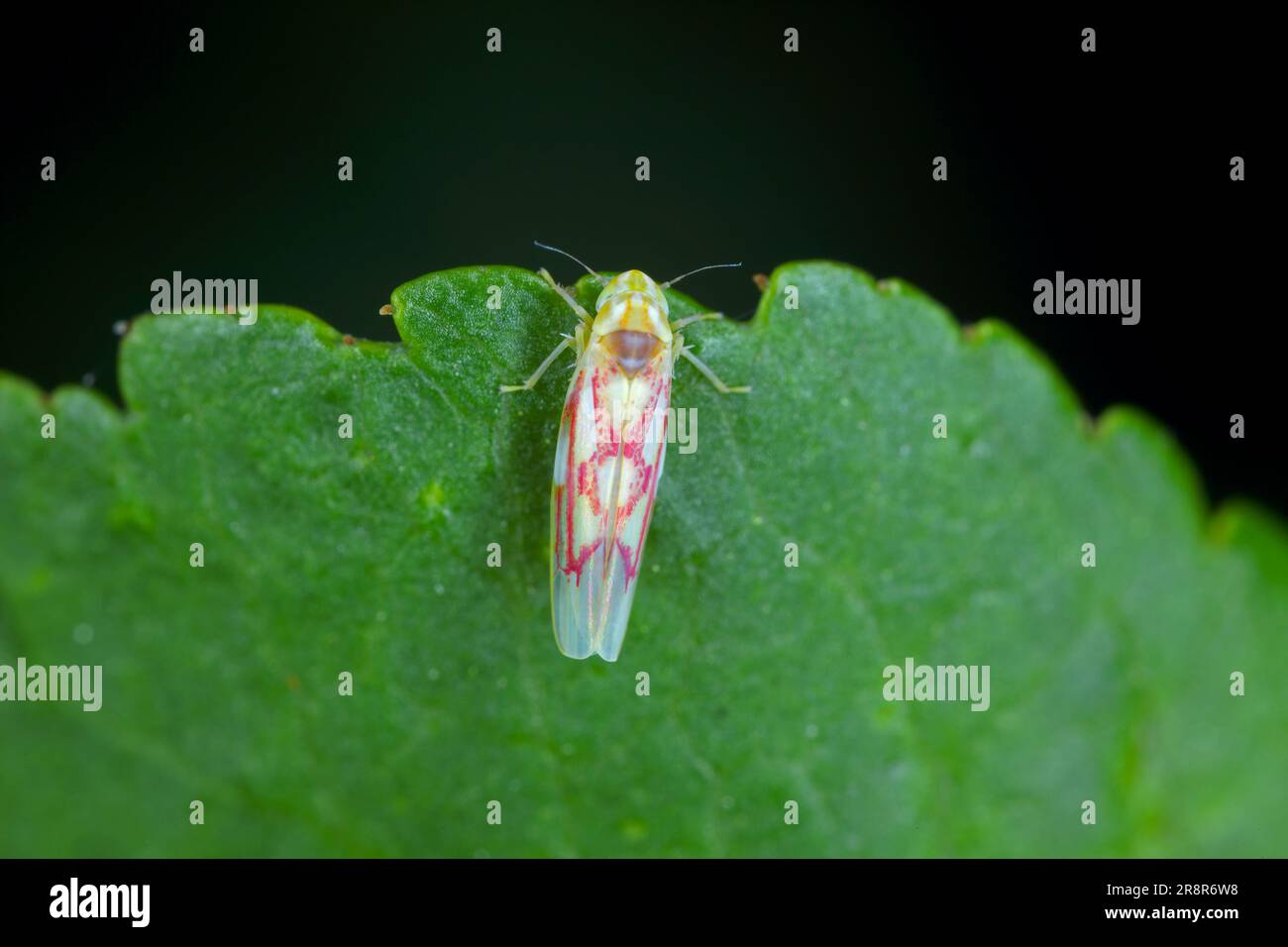 A tiny insect, Leafhopper of the cicada family, Cicadellidae, Zygina on a currant leaf in the garden. Stock Photo