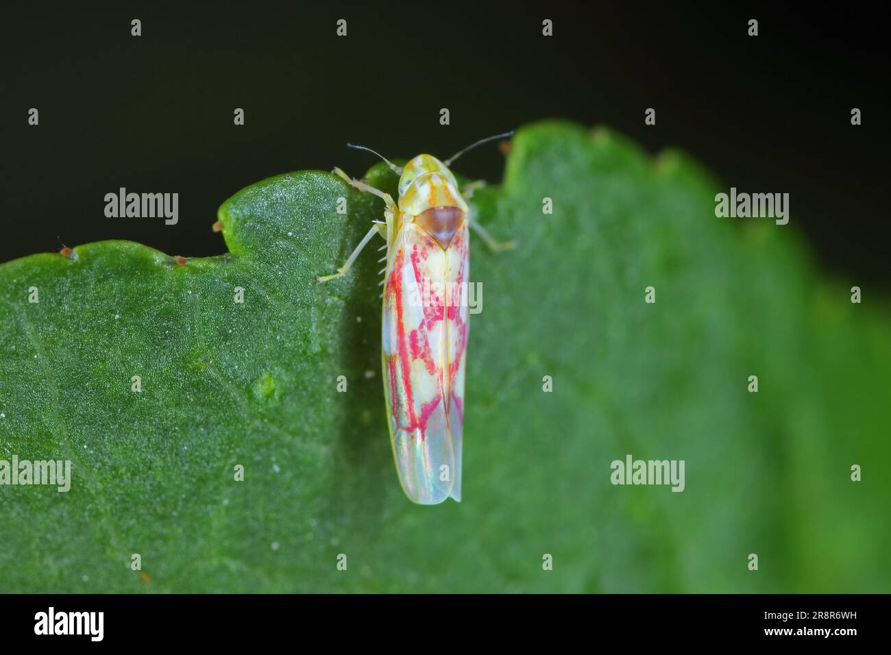 A tiny insect, Leafhopper of the cicada family, Cicadellidae, Zygina on a currant leaf in the garden. Stock Photo