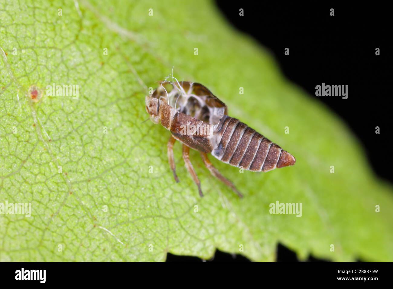 Leafhopper transformation. The skin remaining from the larva. The adult insect emerged from the larva. Stock Photo