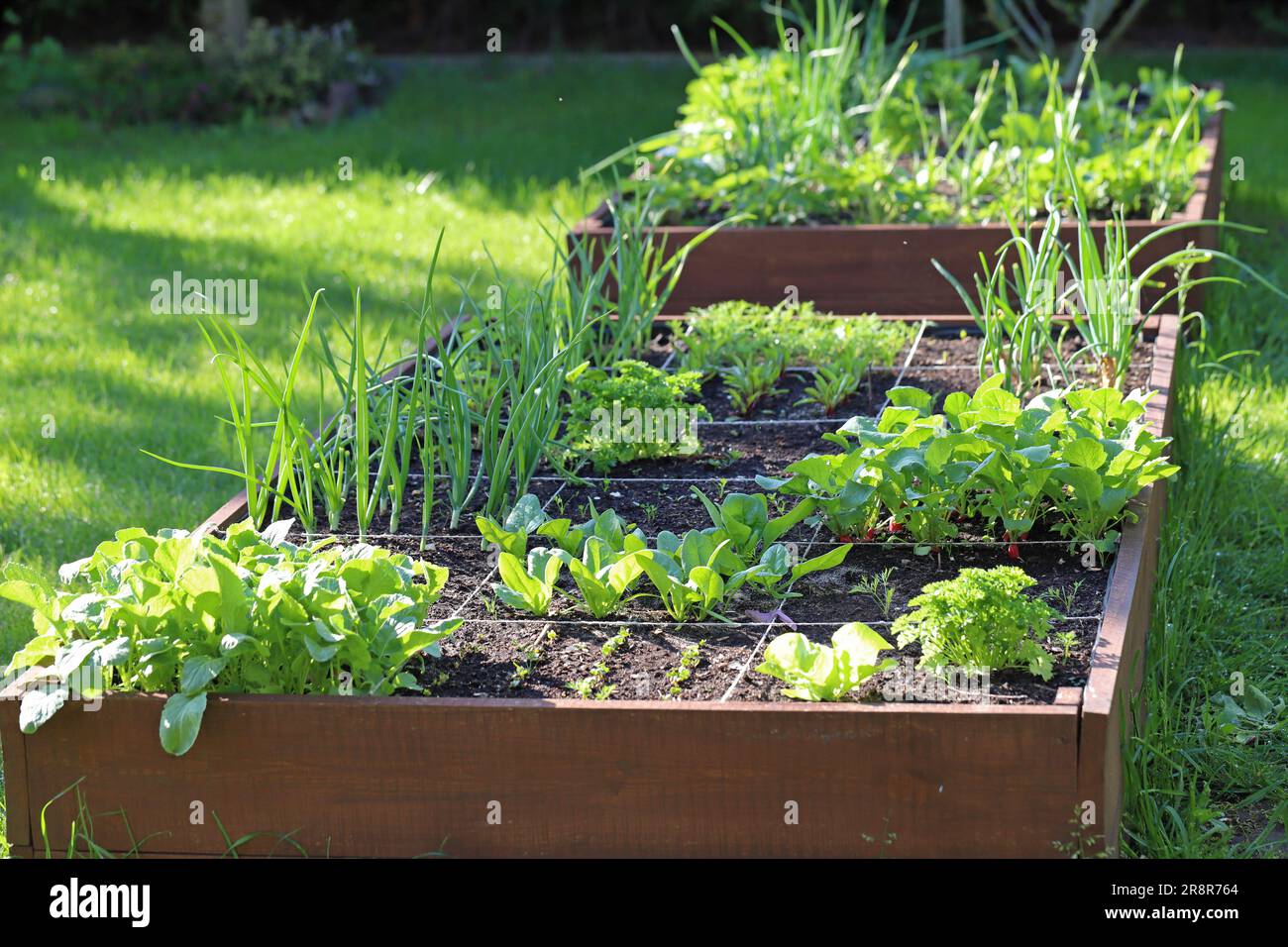 Raised vegetable beds. Growing vegetables in your own garden Stock
