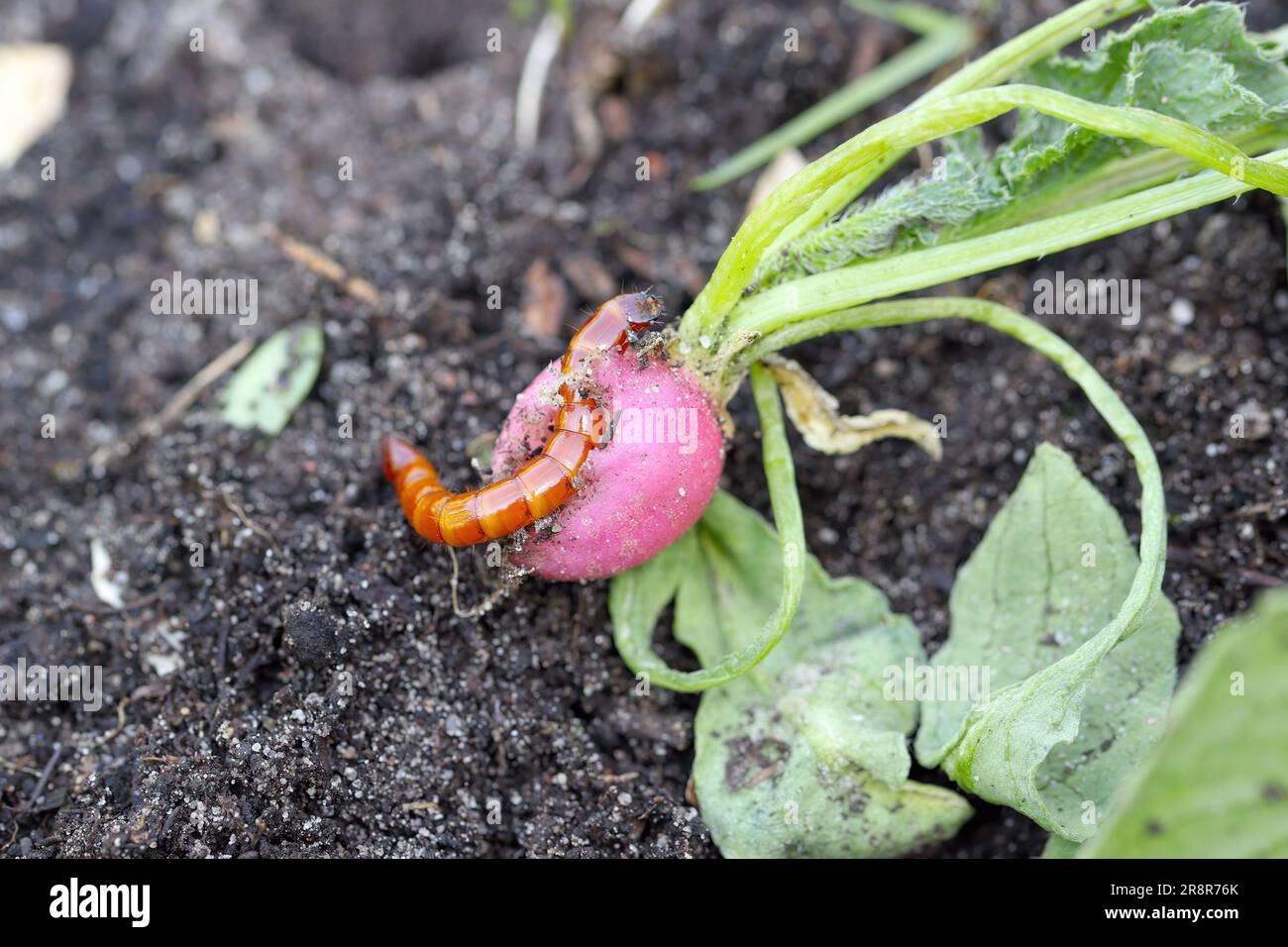 Wireworm, wireworms, larva of beetle from family Elateridae (Click beetles) eating radish in the garden. Stock Photo