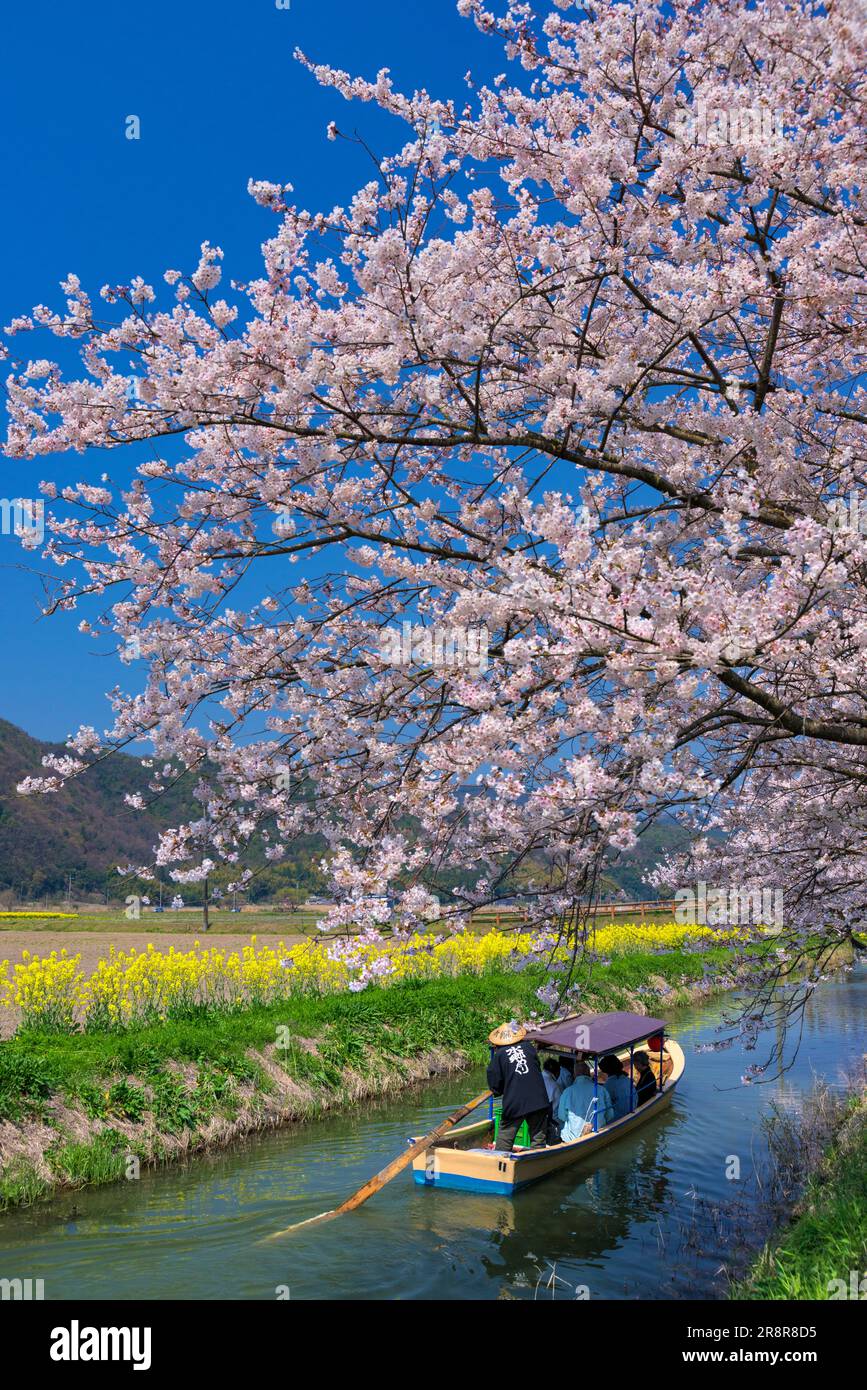 Cherry blossoms and visiting riverside district Stock Photo Alamy