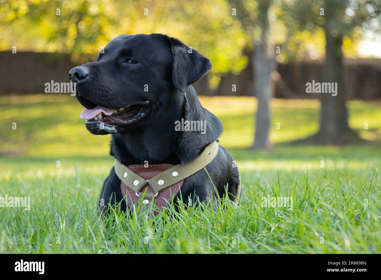Adult black labrador hi-res stock photography and images - Alamy