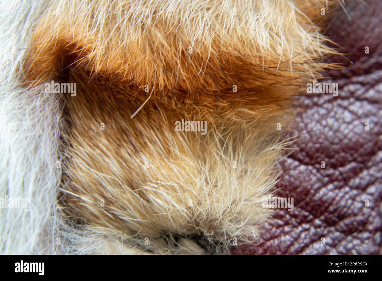 natural animal fur closeup as background Stock Photo - Alamy
