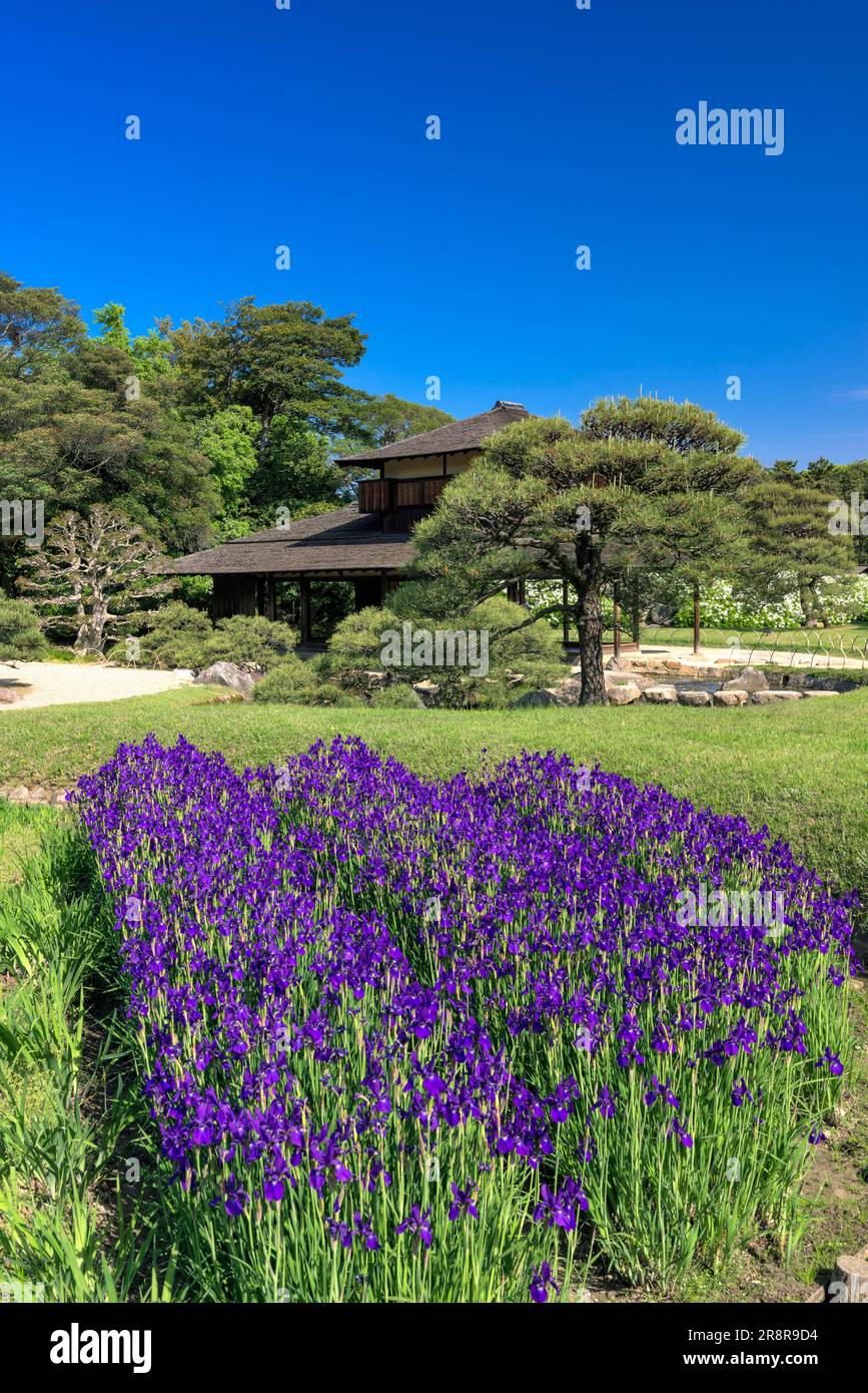 Iris sanguinea blooming at Korakuen Park Stock Photo