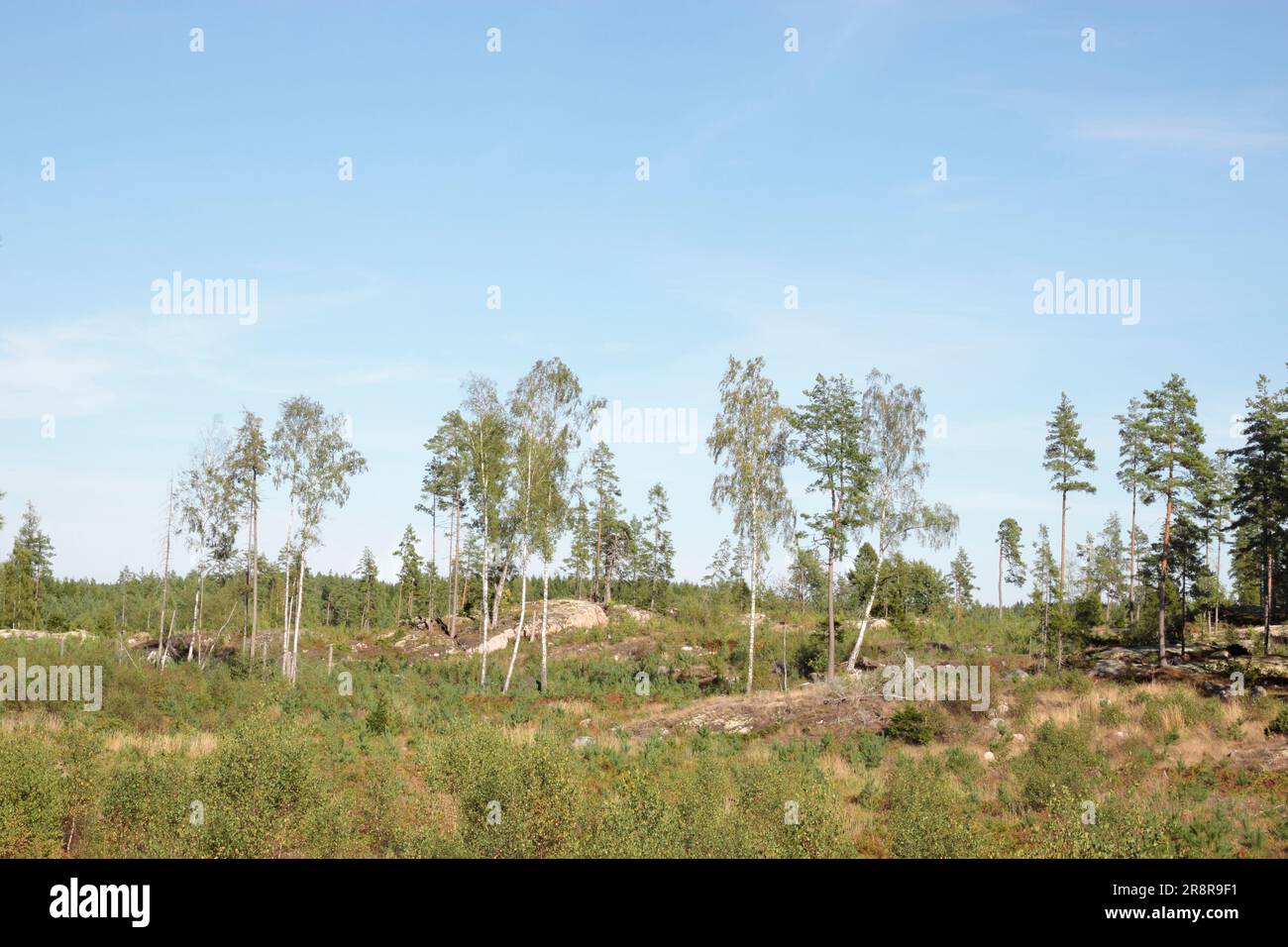 Clear-cutting Stock Photo