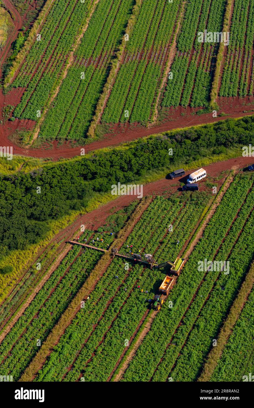 Farm, Waipahu, Oahu, Hawaii Stock Photo Alamy