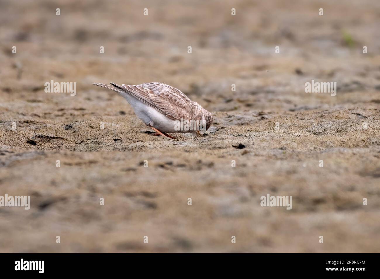 Sand lark (Alaudala raytal) observed in Gajoldaba in West Bengal, India Stock Photo