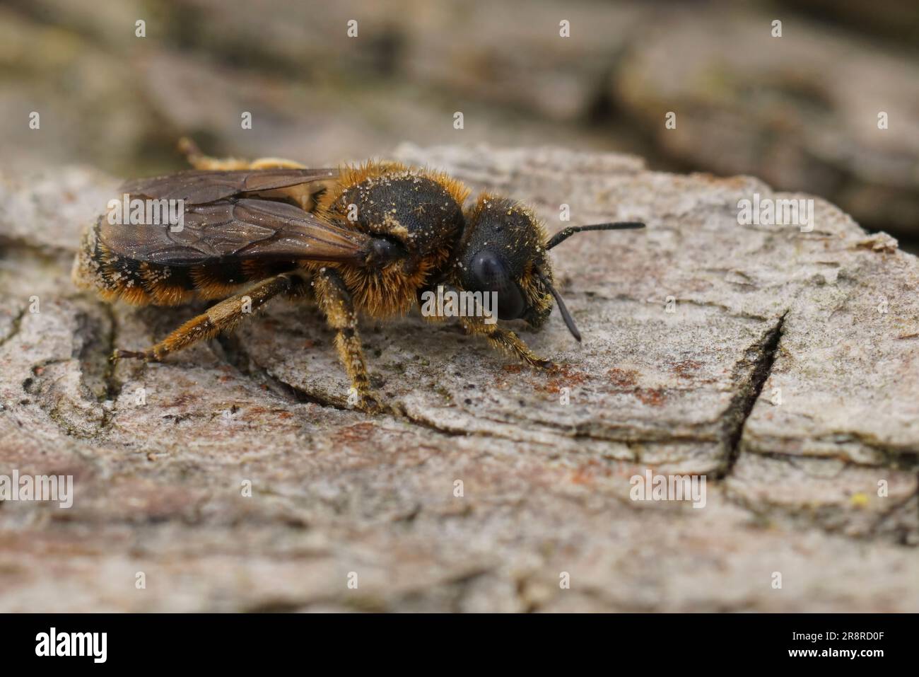 Detailed closeup on a female of a rare snail-housing mason bee, Osmia rufohirta sitting on wood Stock Photo