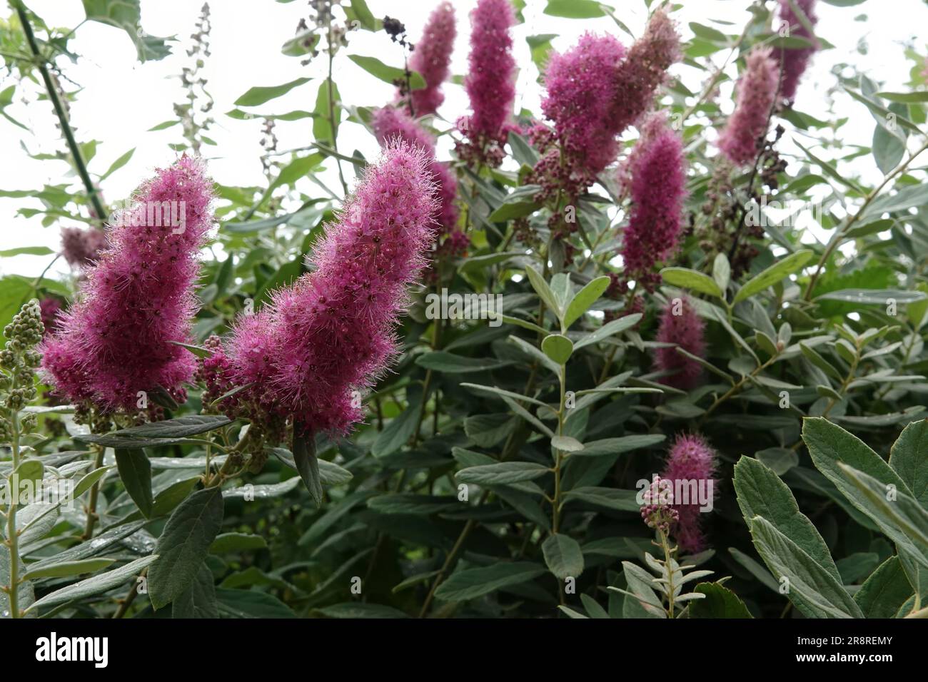 Natural Wide angle closeup on the red to purple flower of the Spiraea douglasii shrub Stock Photo