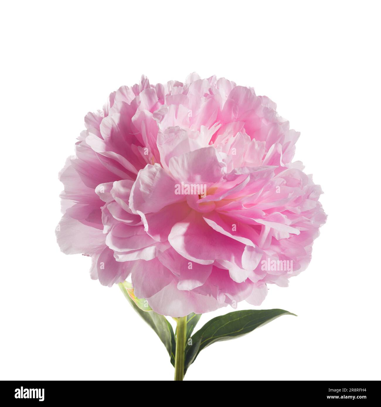 Pink peony flower isolated on white background Stock Photo - Alamy