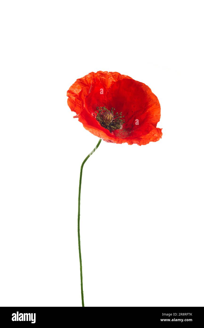 Bright red poppy flower isolated on white background Stock Photo - Alamy