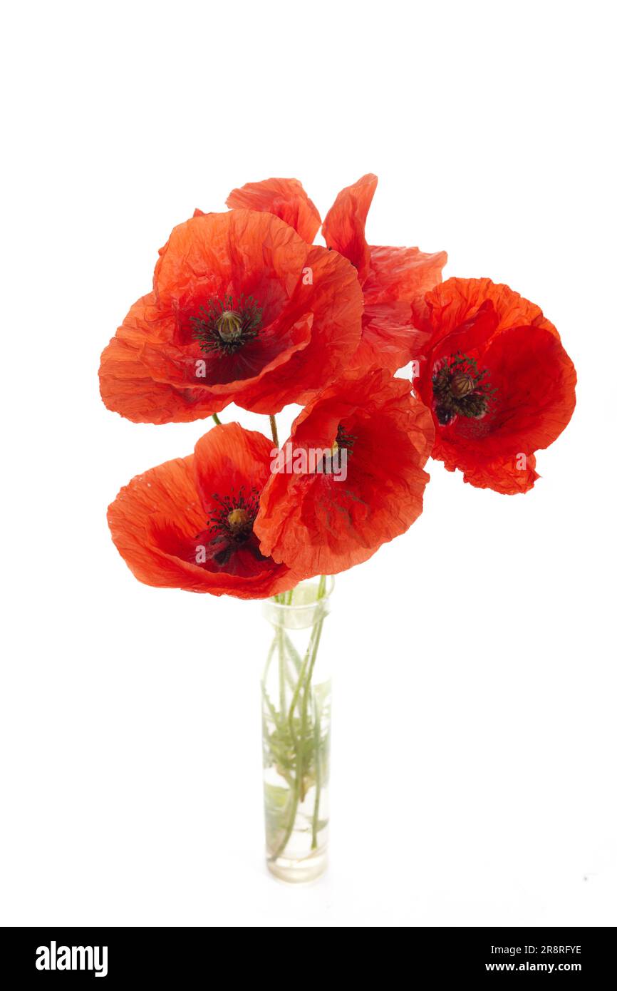 Wild red poppies isolated on white background Stock Photo - Alamy
