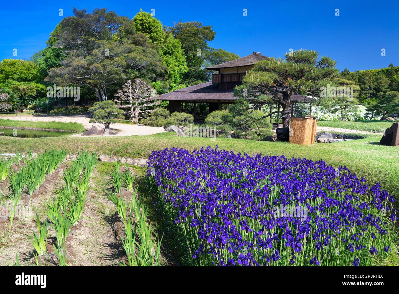Iris sanguinea blooming at Korakuen Park Stock Photo