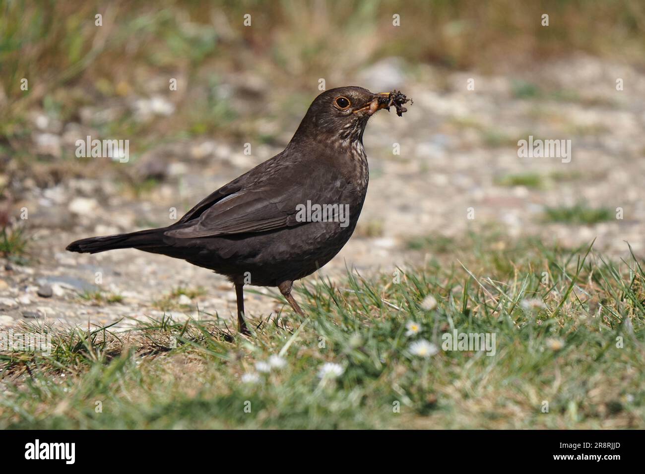 Blackbird Turdus merula Stock Photo - Alamy