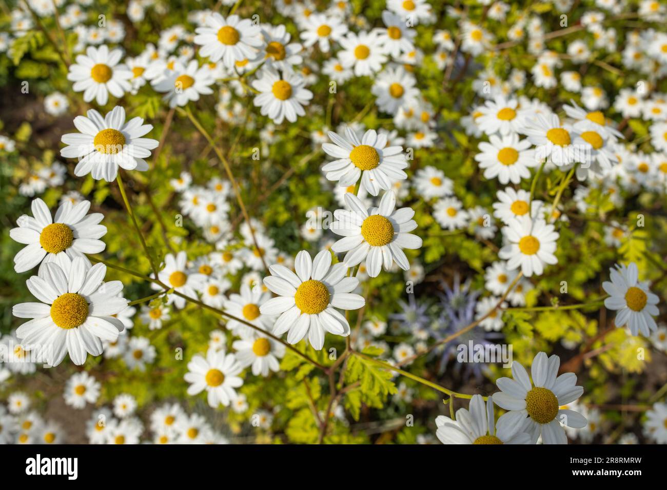 Beautiful bright inflorescence garden flower hi-res stock photography ...