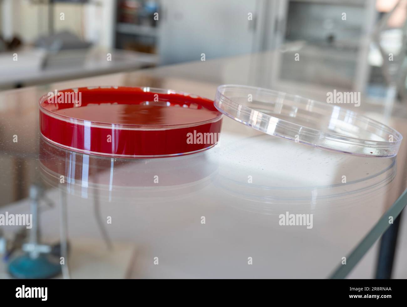 Petri plate into laboratory Stock Photo Alamy