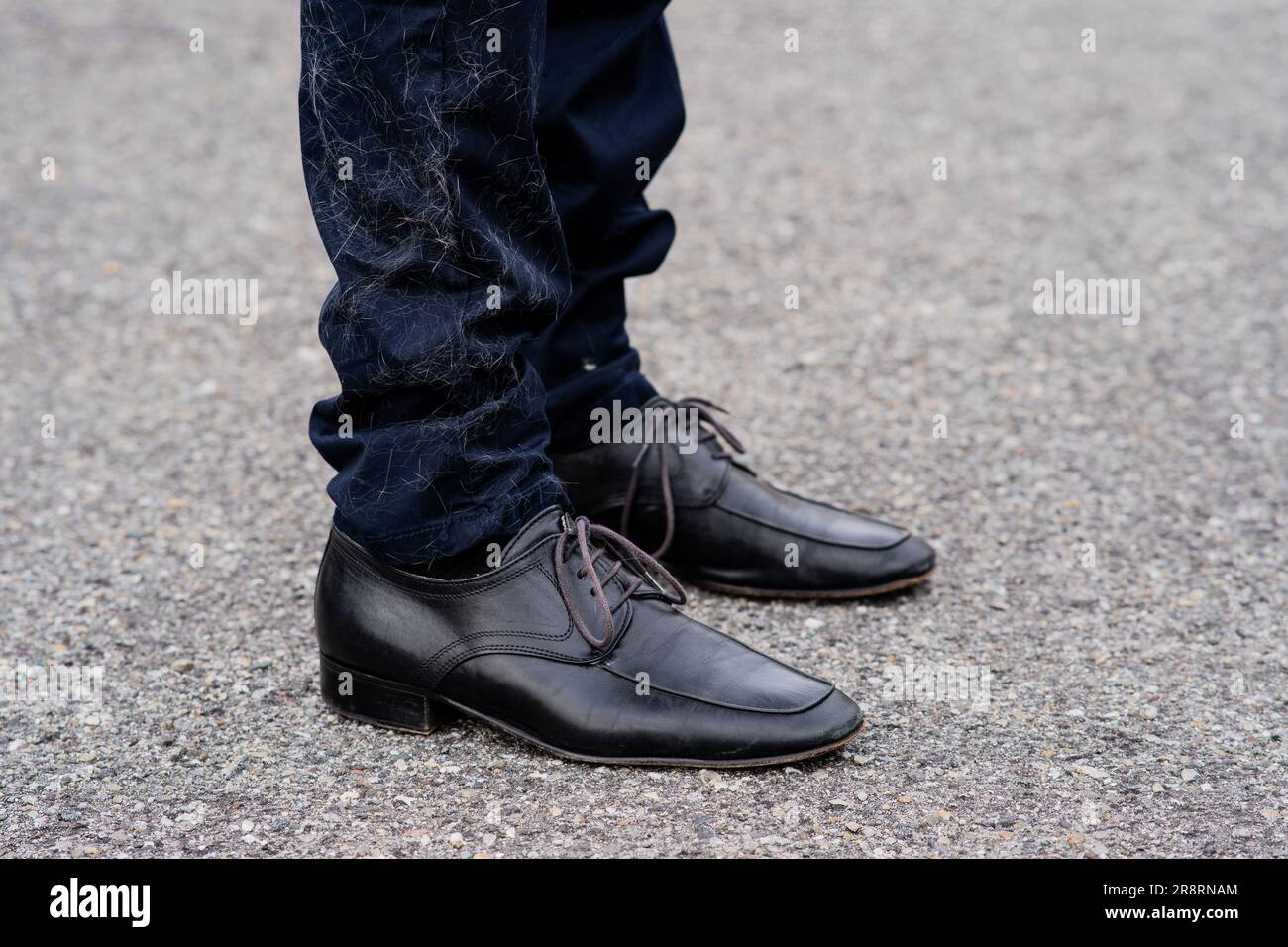 Cat hair on elegant pants ruins the look. Pet hair problem on clothes