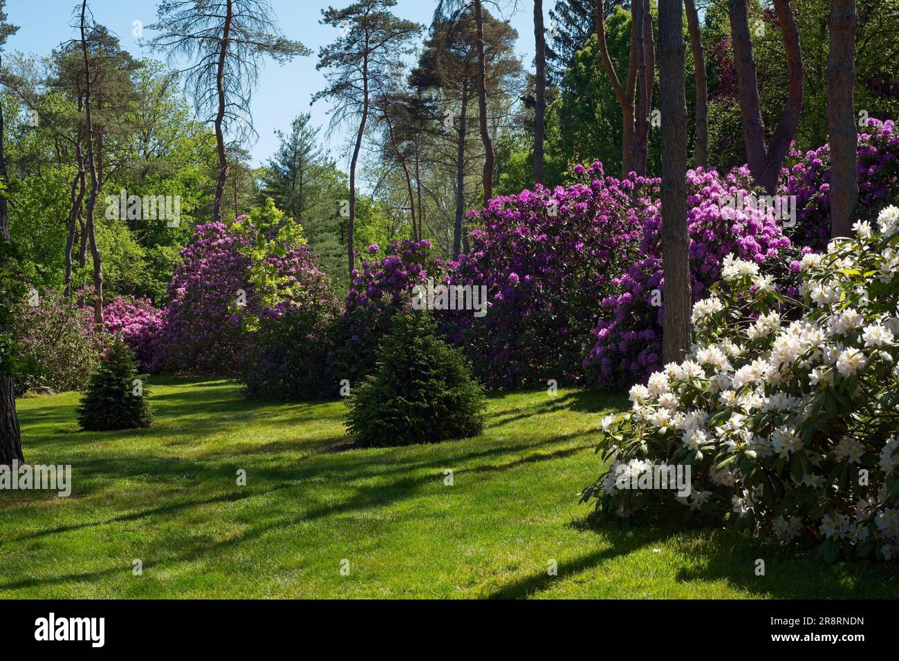Pink and white rhododendrons growing in an Ohio park Stock Photo