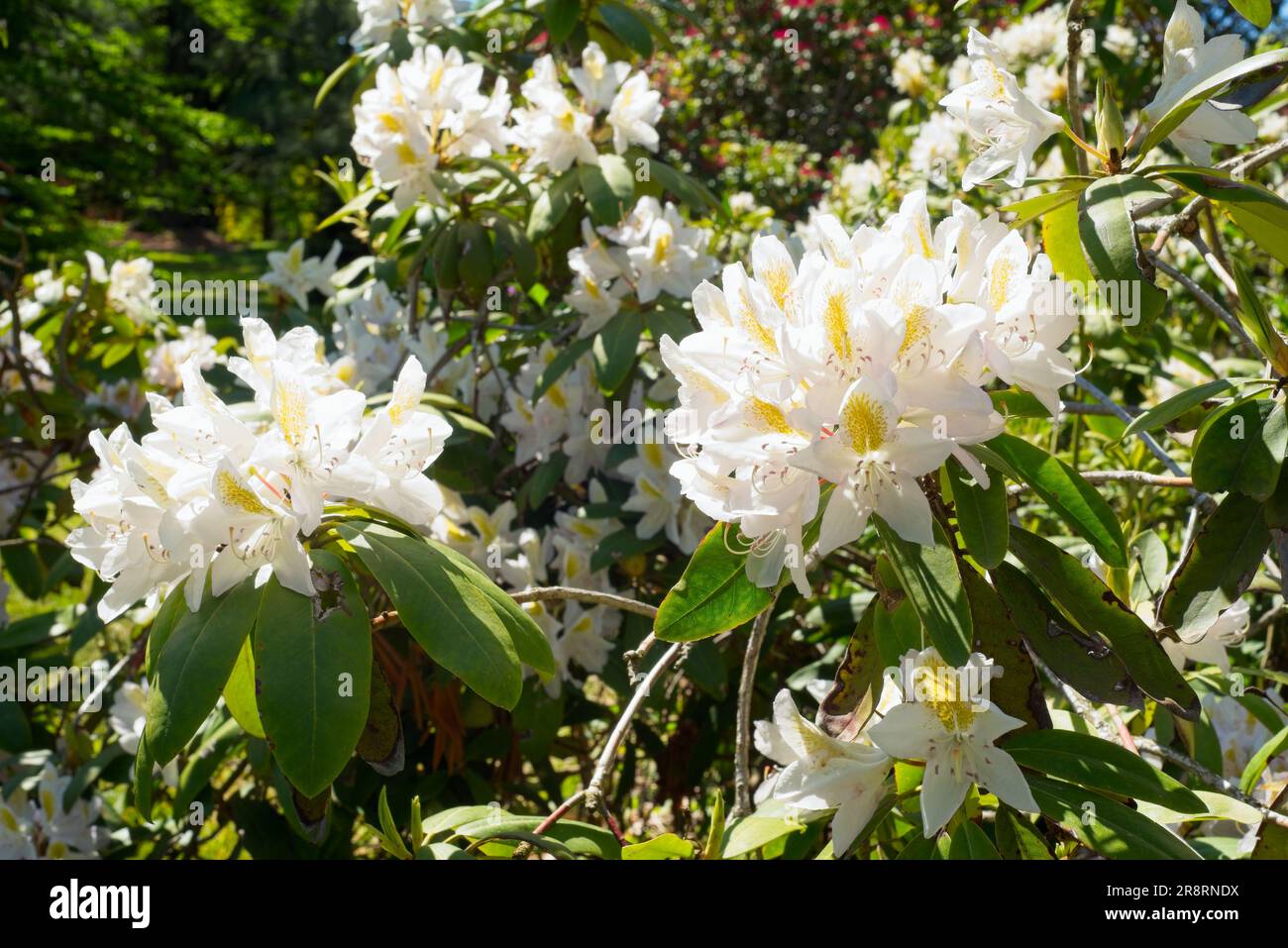Closeup of white rhododendrons glowing in late afternoon sunlight Stock Photo