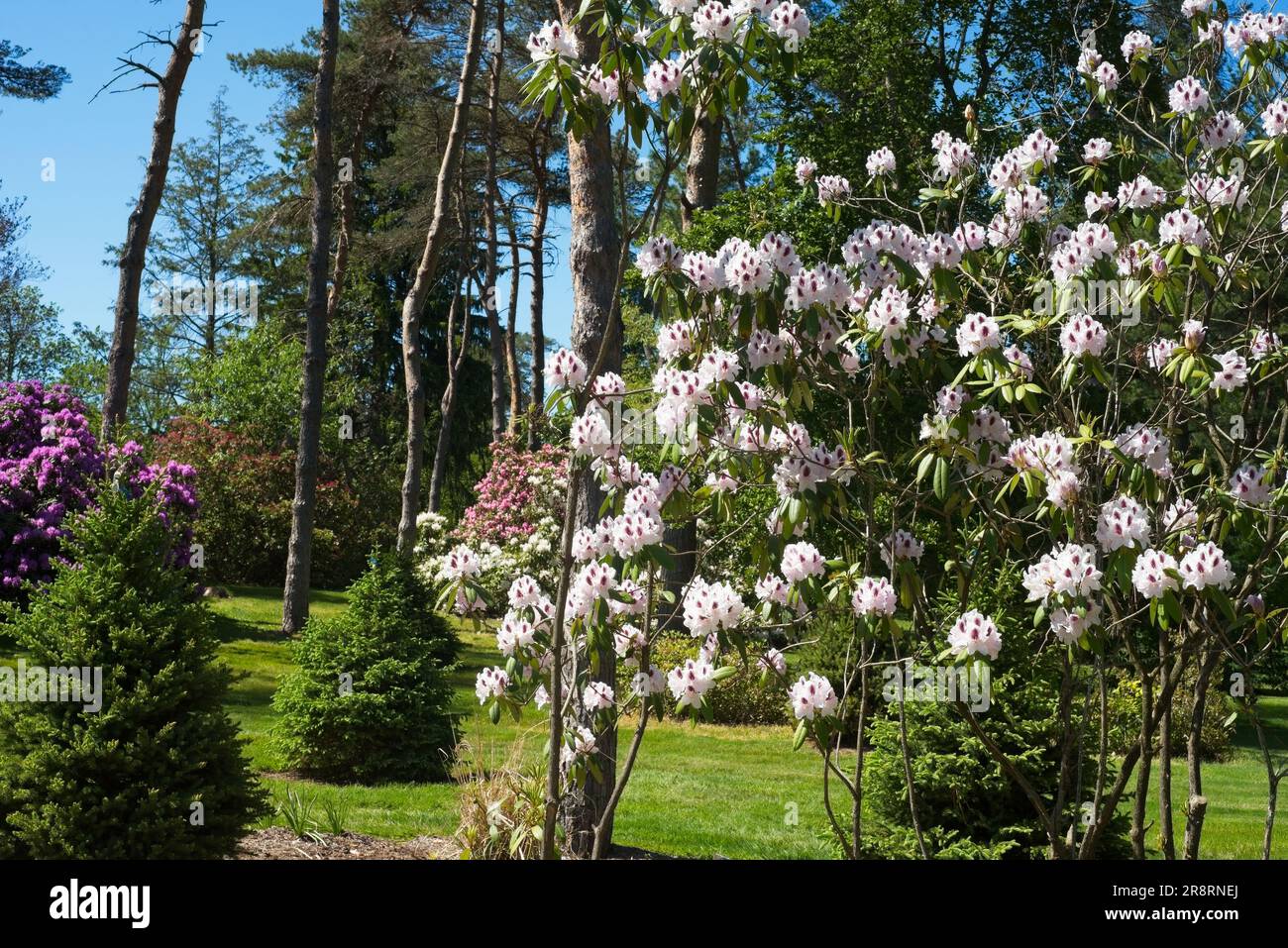 White rhododendrons dominate the foreground in an Ohio park, with pink ones in the background. Stock Photo
