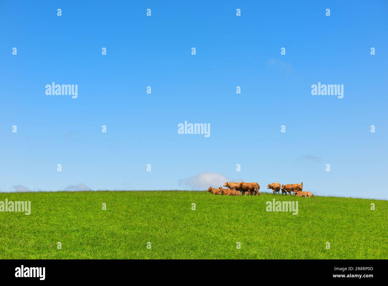 Limousine a cow of the limousine breed hi-res stock photography and ...