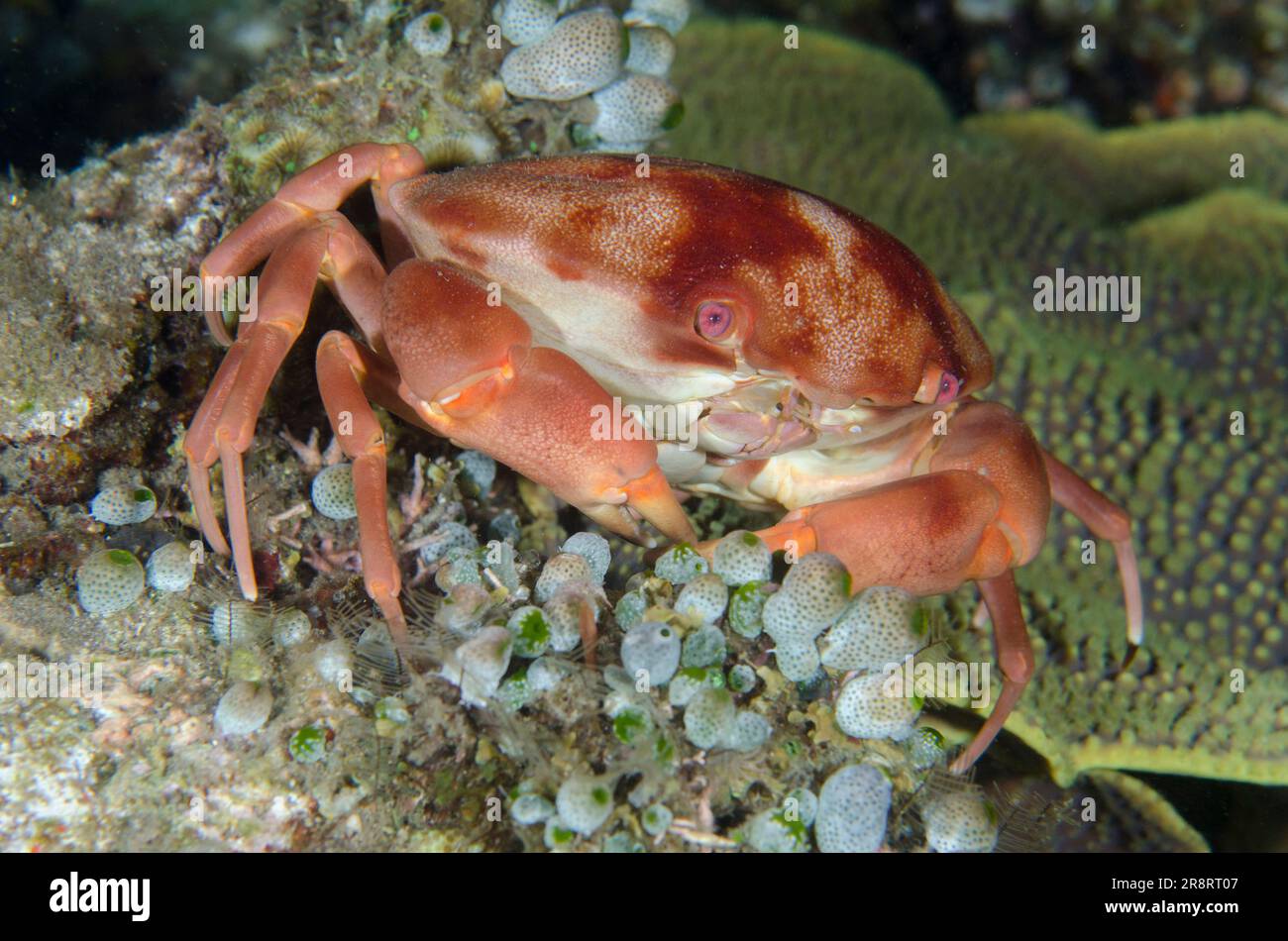 Convex Crab, Carpilius convexus, by colony of Robust Sea Squirts Tunicate, Atriolum robustum, night dive, Pyramids dive site, Amed, Karangasem Regency Stock Photo