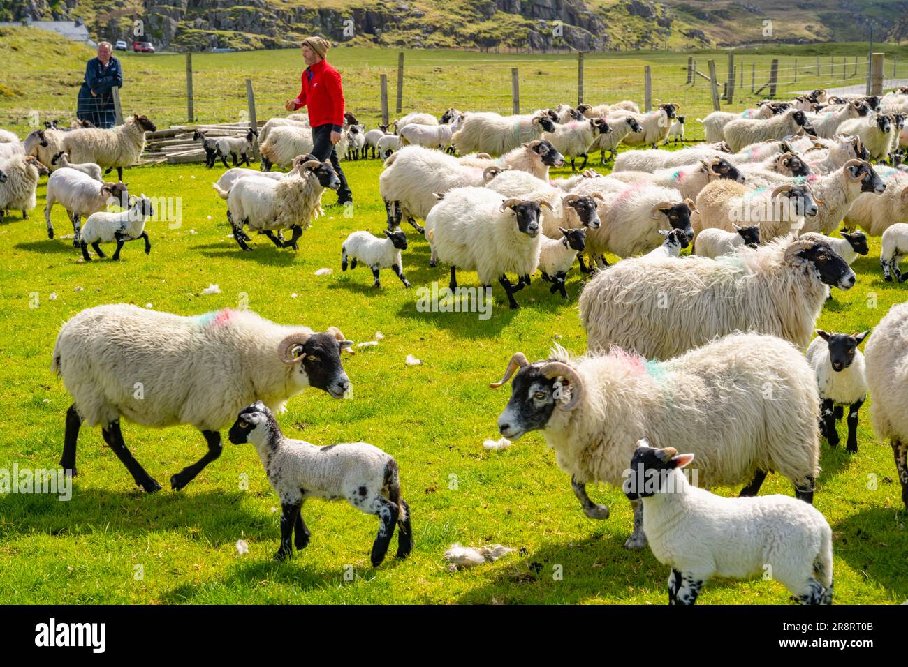 Shepherd and flock of sheep in enclosure near Reef Beach, Kneep, Isle of Lewis Stock Photo