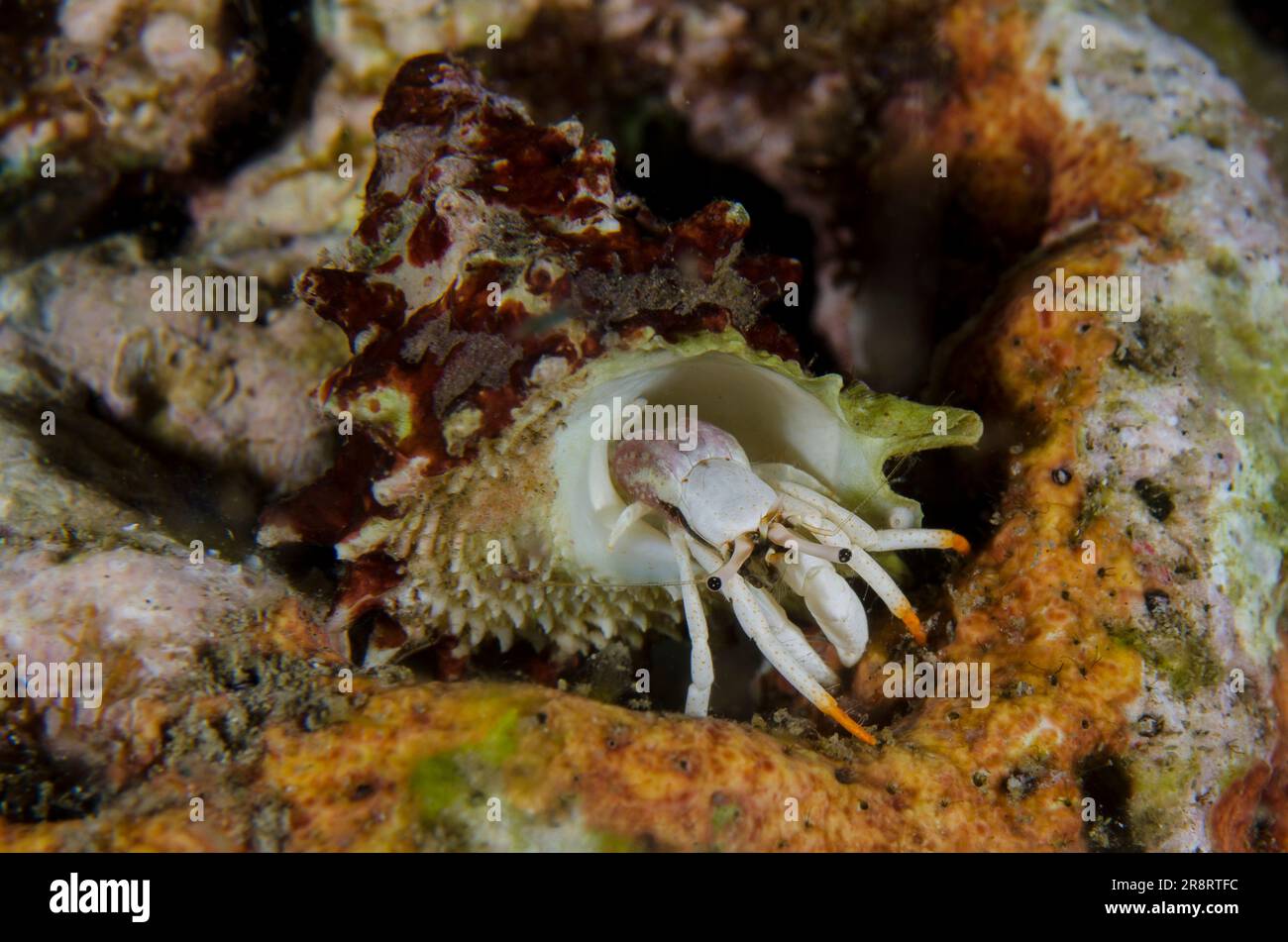 Small White Hermit Crab, Calcinus minutu,  in shell, night dive, Pyramids dive site, Amed, Karangasem Regency, Bali, Indonesia, Indian Ocean Stock Photo