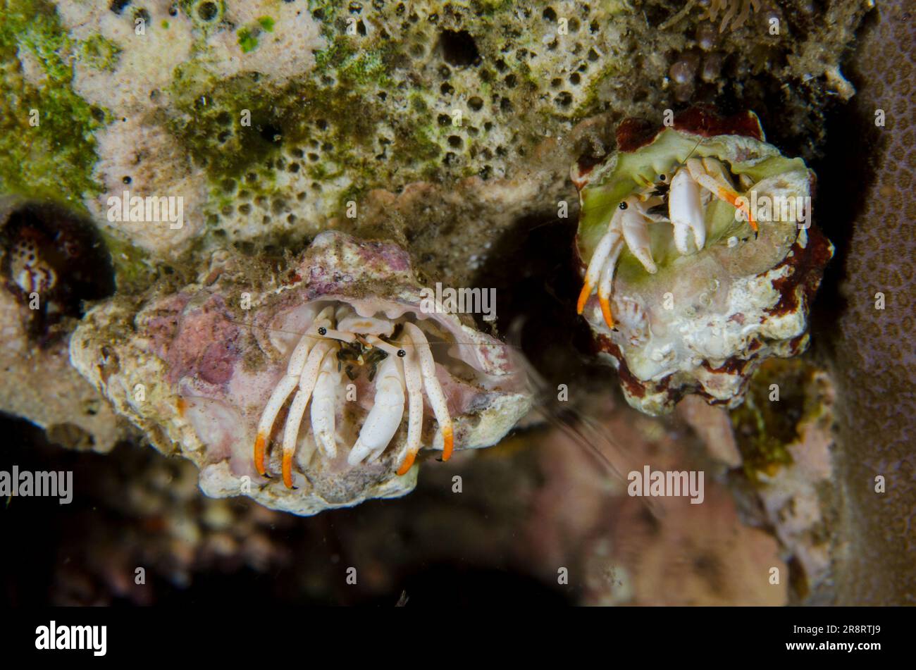Pair of Small White Hermit Crabs, Calcinus minutus, in shell, night dive, Pyramids dive site, Amed, Karangasem Regency, Bali, Indonesia, Indian Ocean Stock Photo