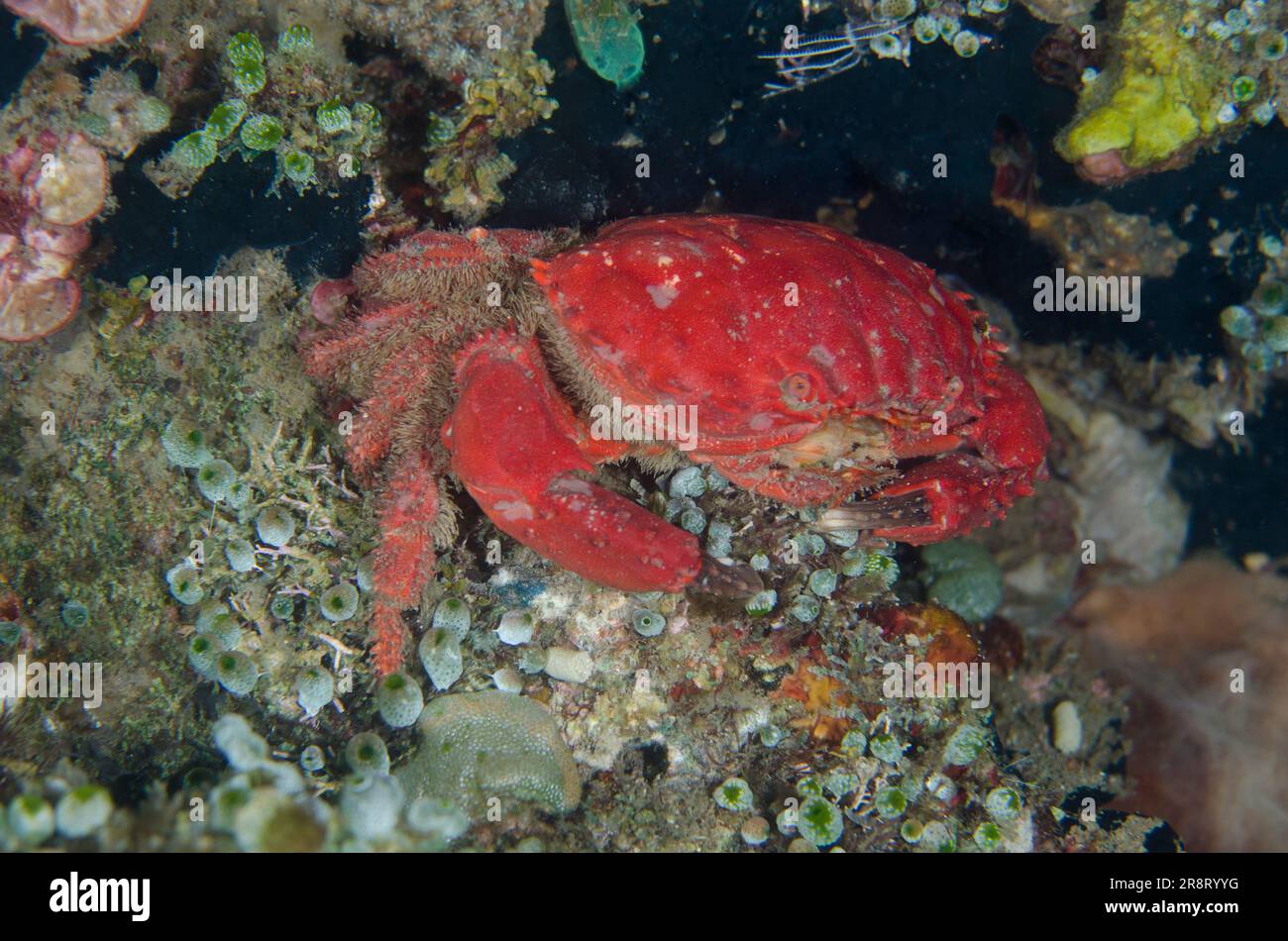 Hairy Spooner Crab, Etisus anaglyptus, night dive, Pyramids dive site, Amed, Karangasem Regency, Bali, Indonesia, Indian Ocean Stock Photo