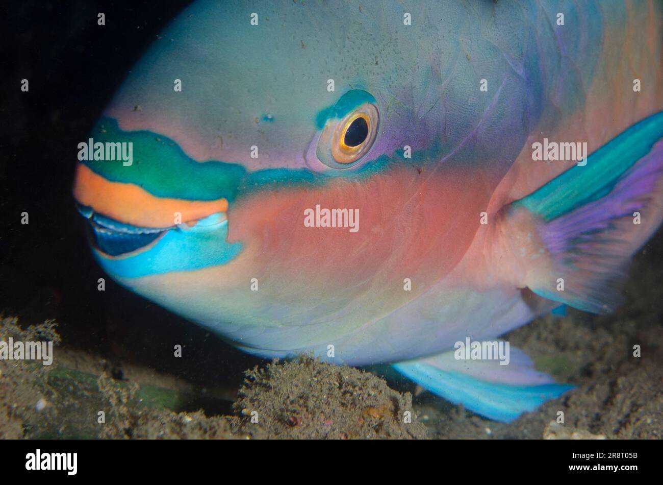 Male Whitespot Parrotfish, Scarus forsteni, night dive, Pyramids dive site, Amed, Karangasem Regency, Bali, Indonesia, Indian Ocean Stock Photo