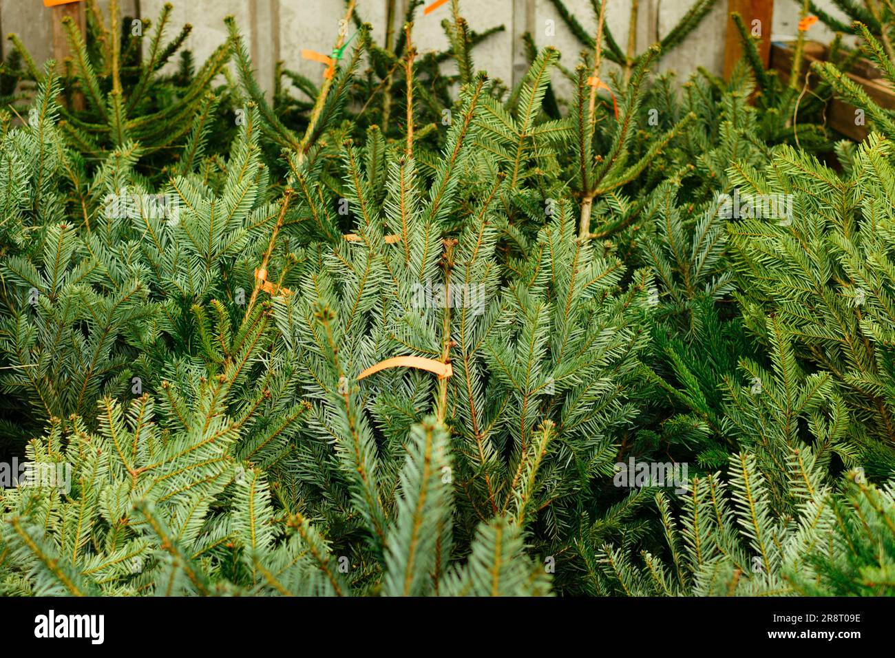 Christmas trees for sale on a market Stock Photo Alamy