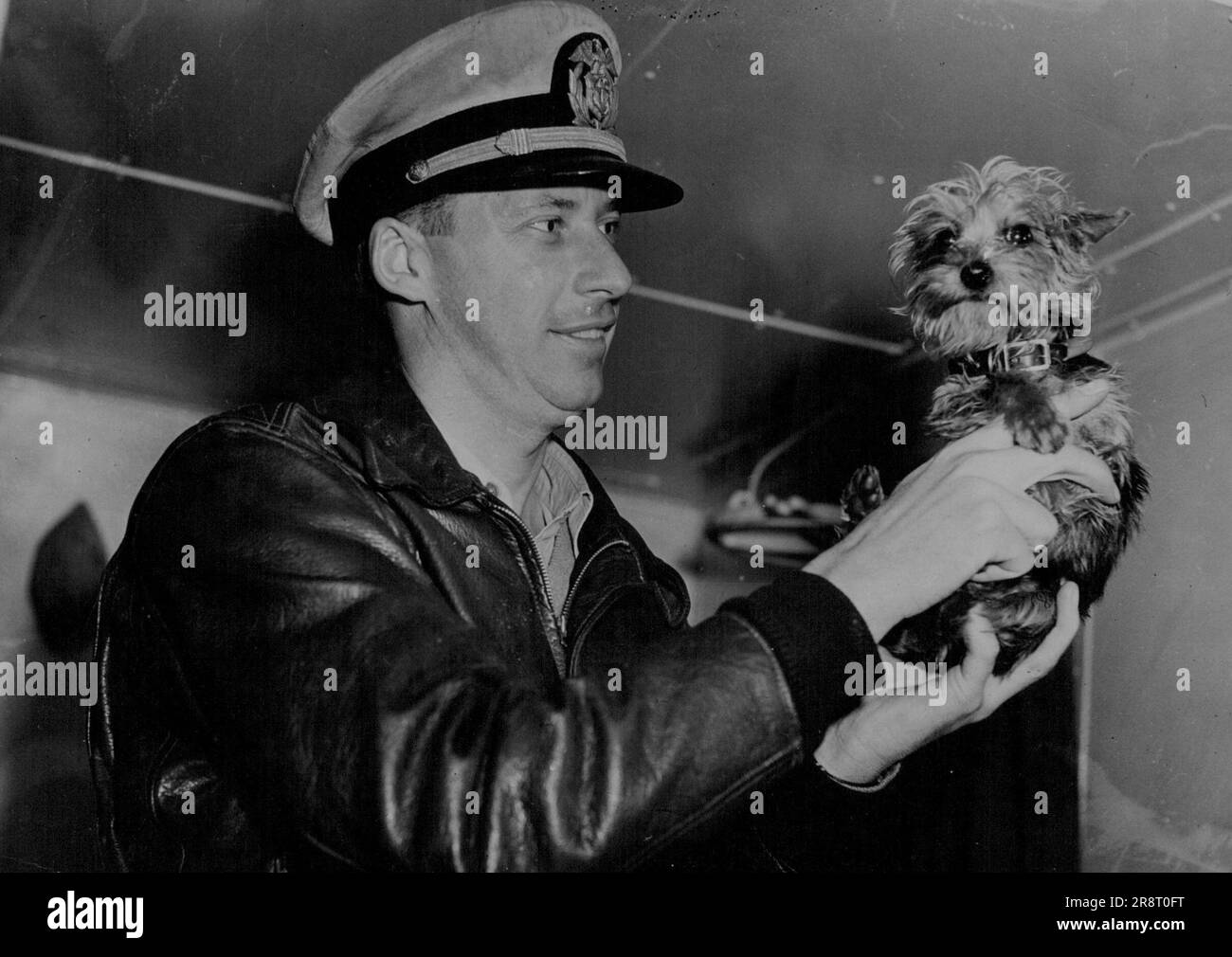 Tich, a silky-haired terrier (above), given to singer John Charles Thomas in Sydney, is on his way to America in the Sonoma, which is now at Victoria Dock. Tich and Chief-Officer V.A. Johnson. July 25, 1947. Stock Photo