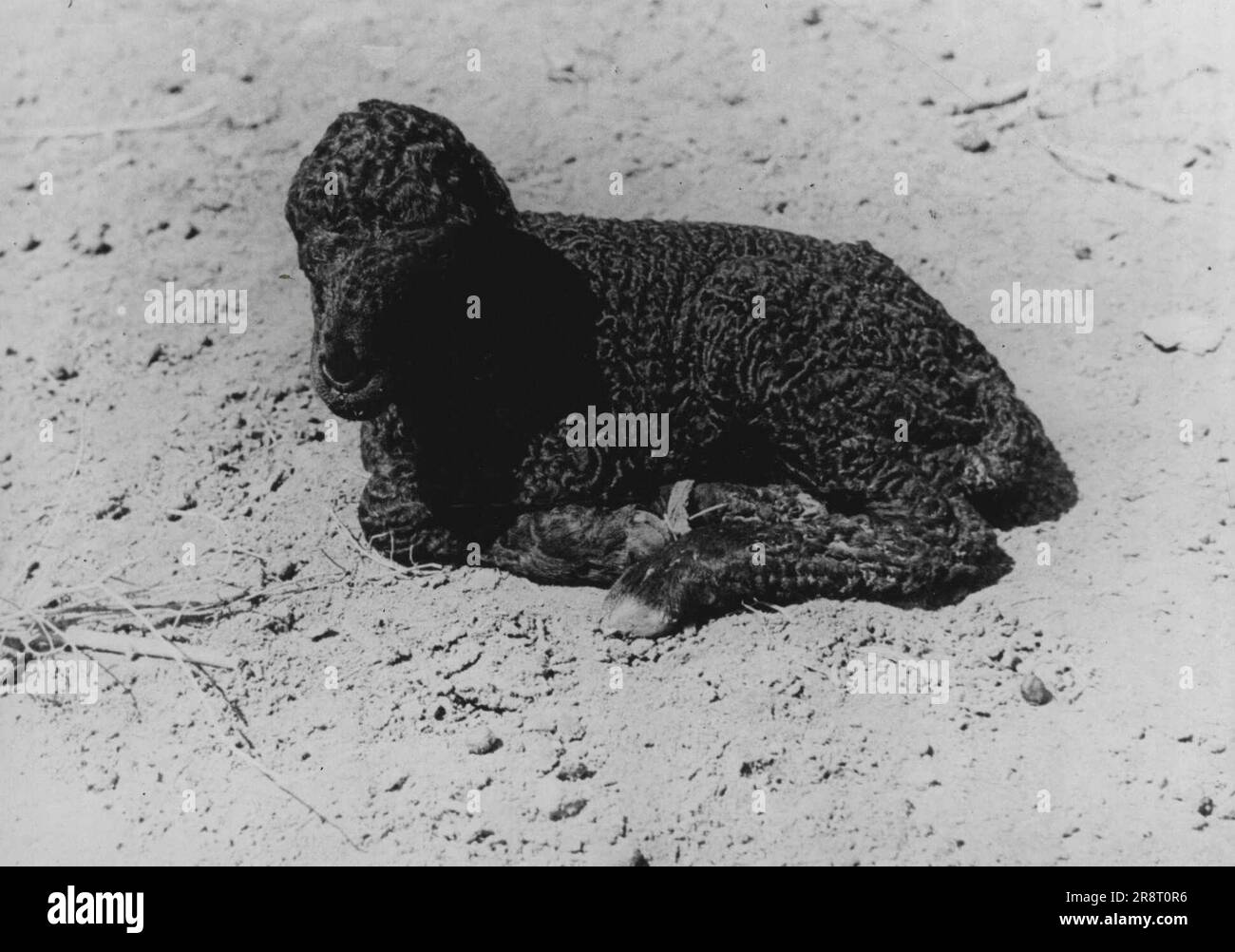 A newly born astrakhan lamb. An Astrakhan sheep breeding State farm in