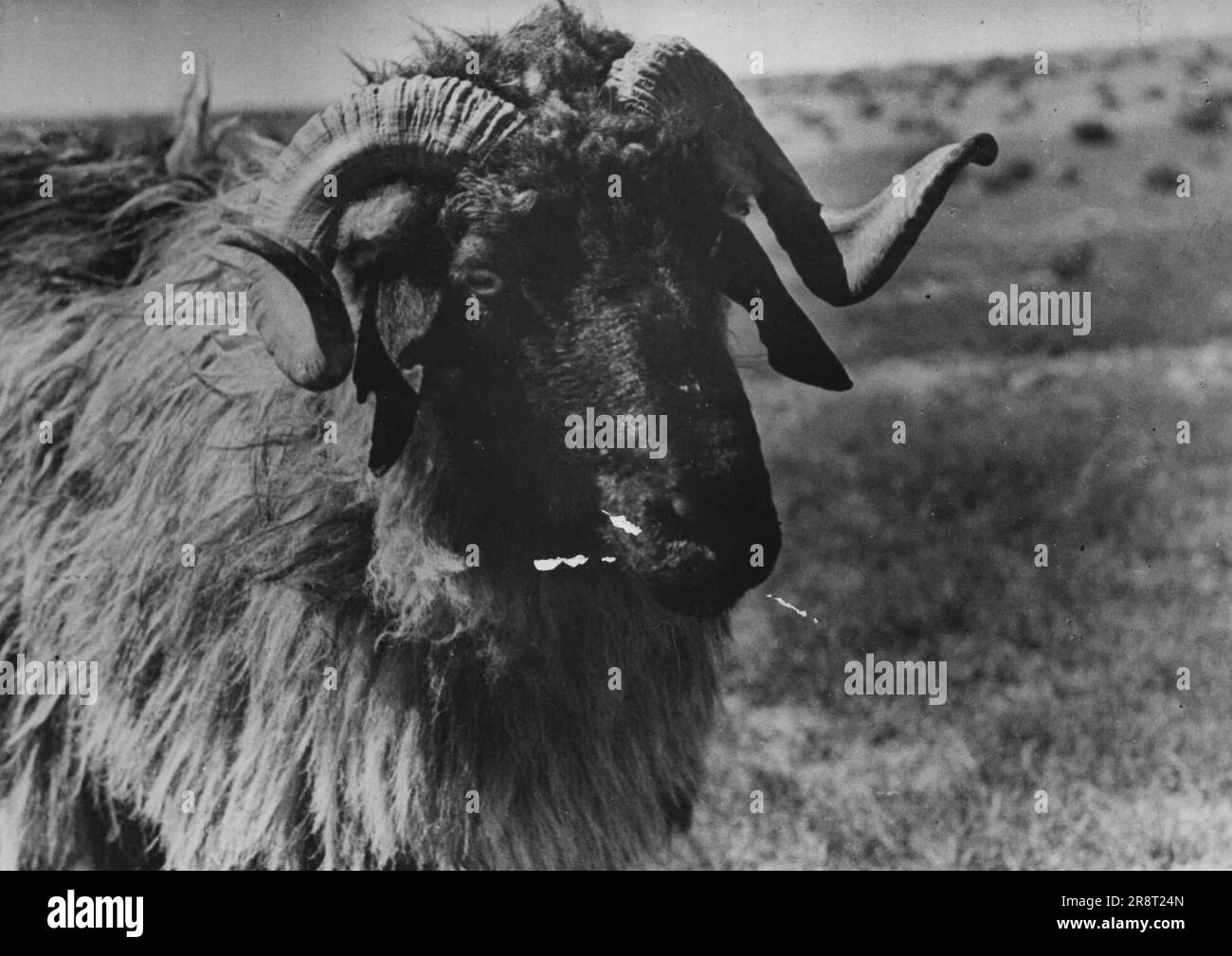 An Astrakhan sheep breeding State farm in the Uzbek republic. A stud ...