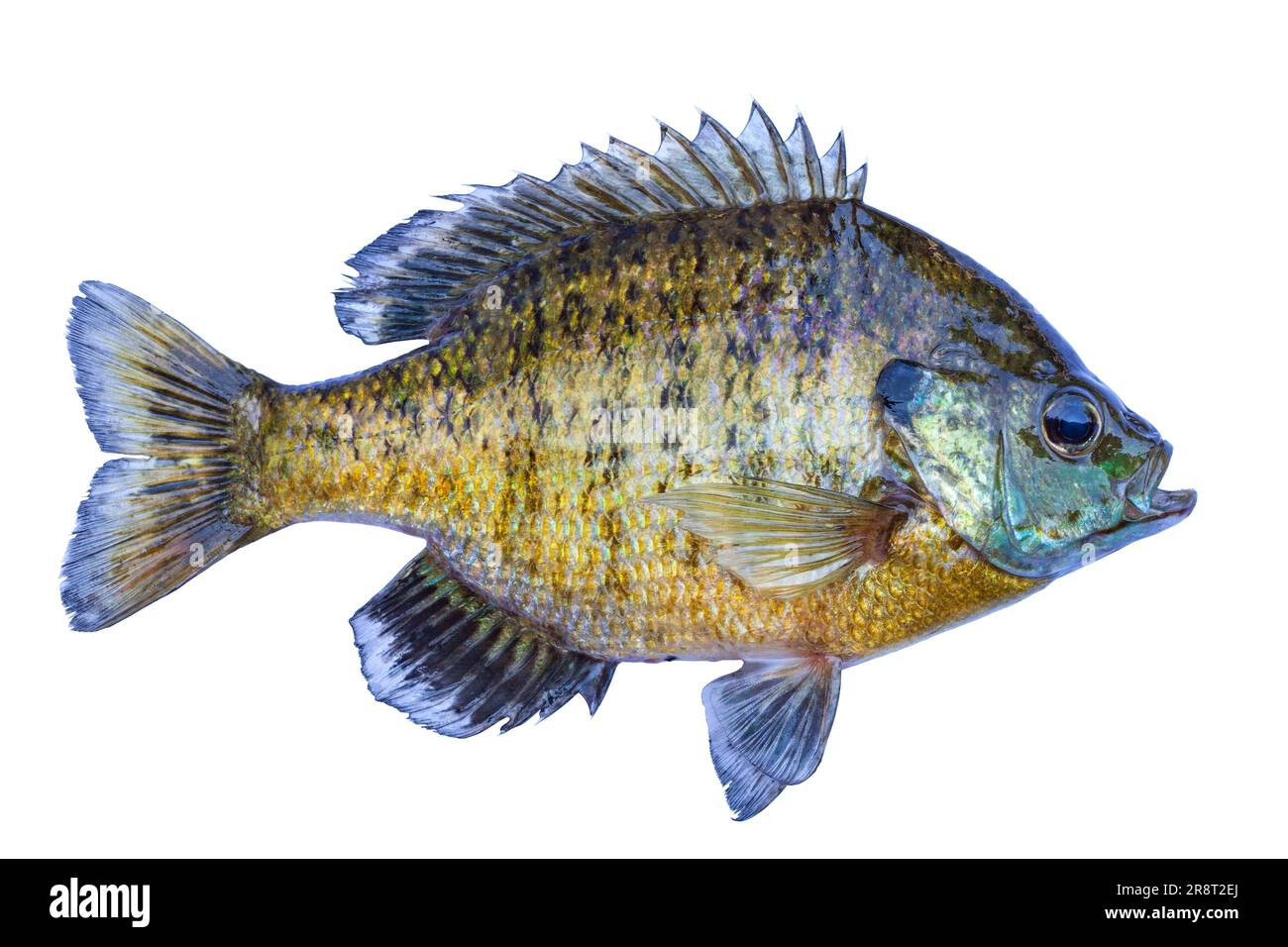 Fresh caught bluegill sunfish from a northern Minnesota lake isolated on a white background Stock Photo