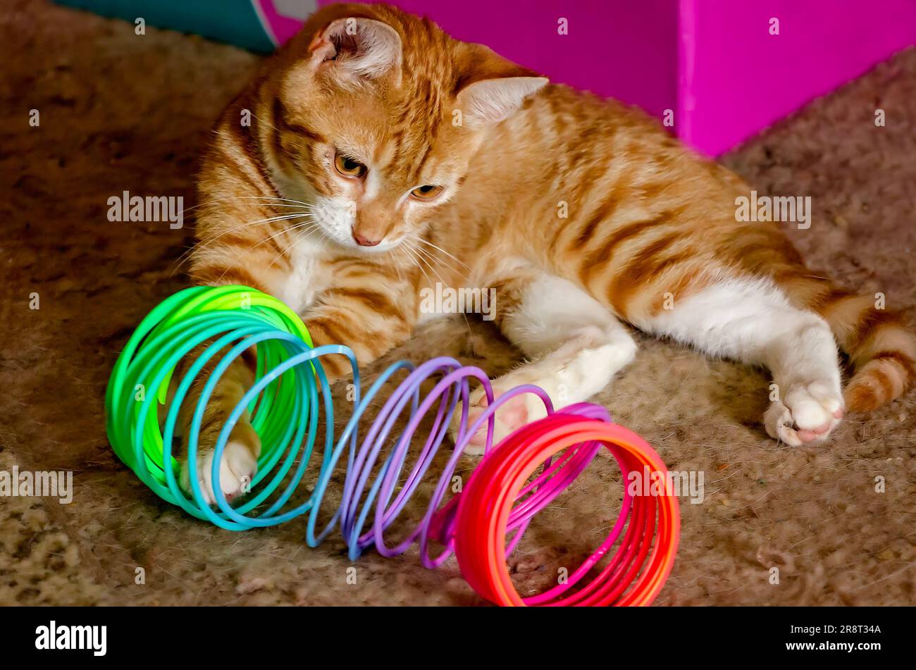 Wolfie, an 8-week-old orange and white kitten, plays with a plastic Slinky spring toy, June 7, 2023, in Coden, Alabama. Stock Photo