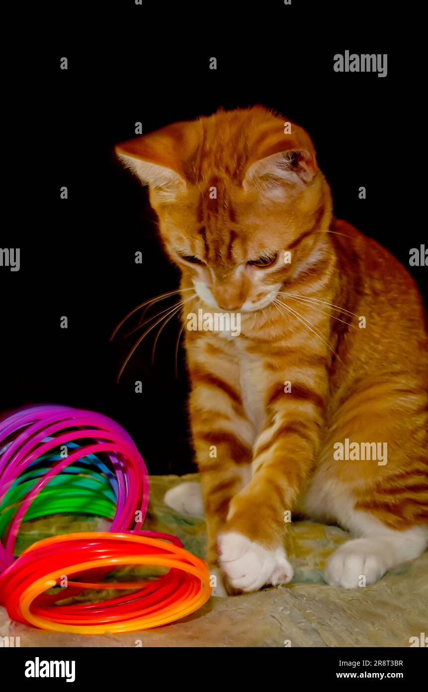 Wolfie, a 10-week-old orange and white kitten, plays with a plastic Slinky spring toy, June 7, 2023, in Coden, Alabama. Stock Photo