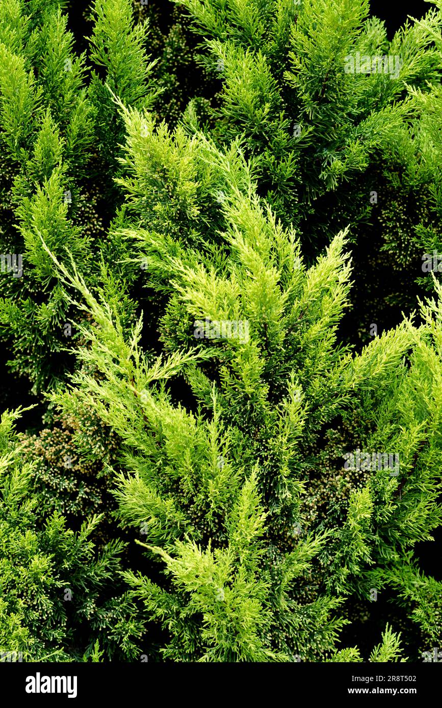 Yellow and green cypress tree foliage branches Stock Photo