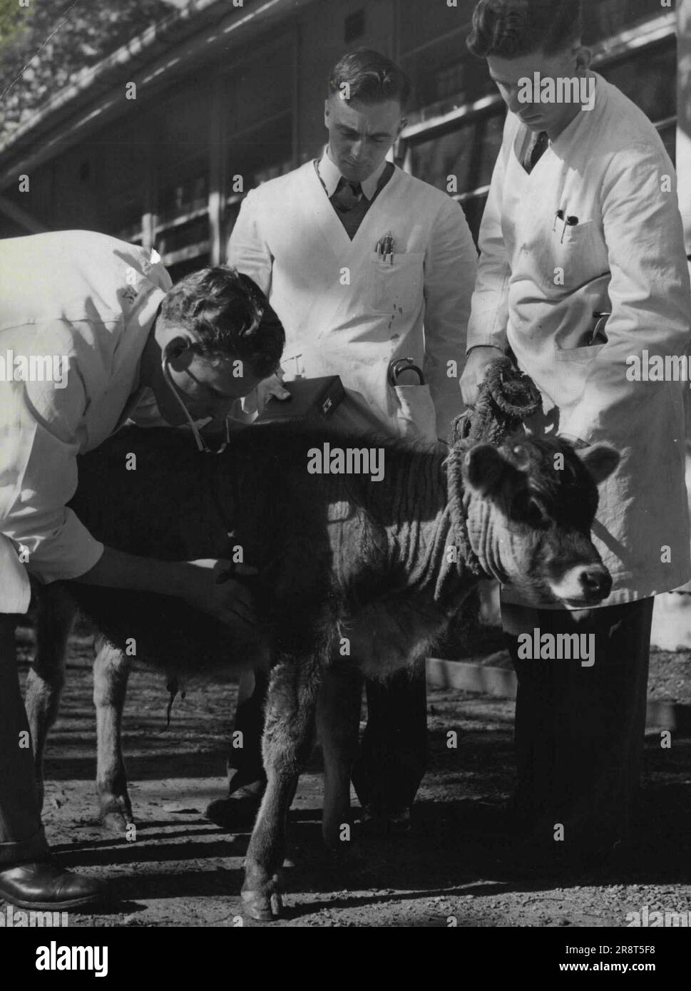 Vet School Sydney University. July 02, 1952 Stock Photo Alamy