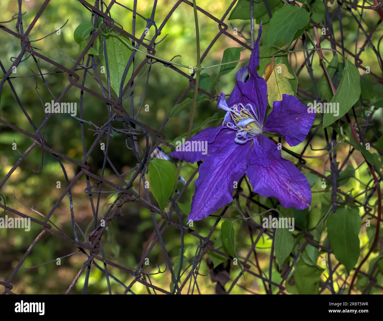 Closeup of Clematis viticella or Polish Spirit purple flower in the garden Stock Photo