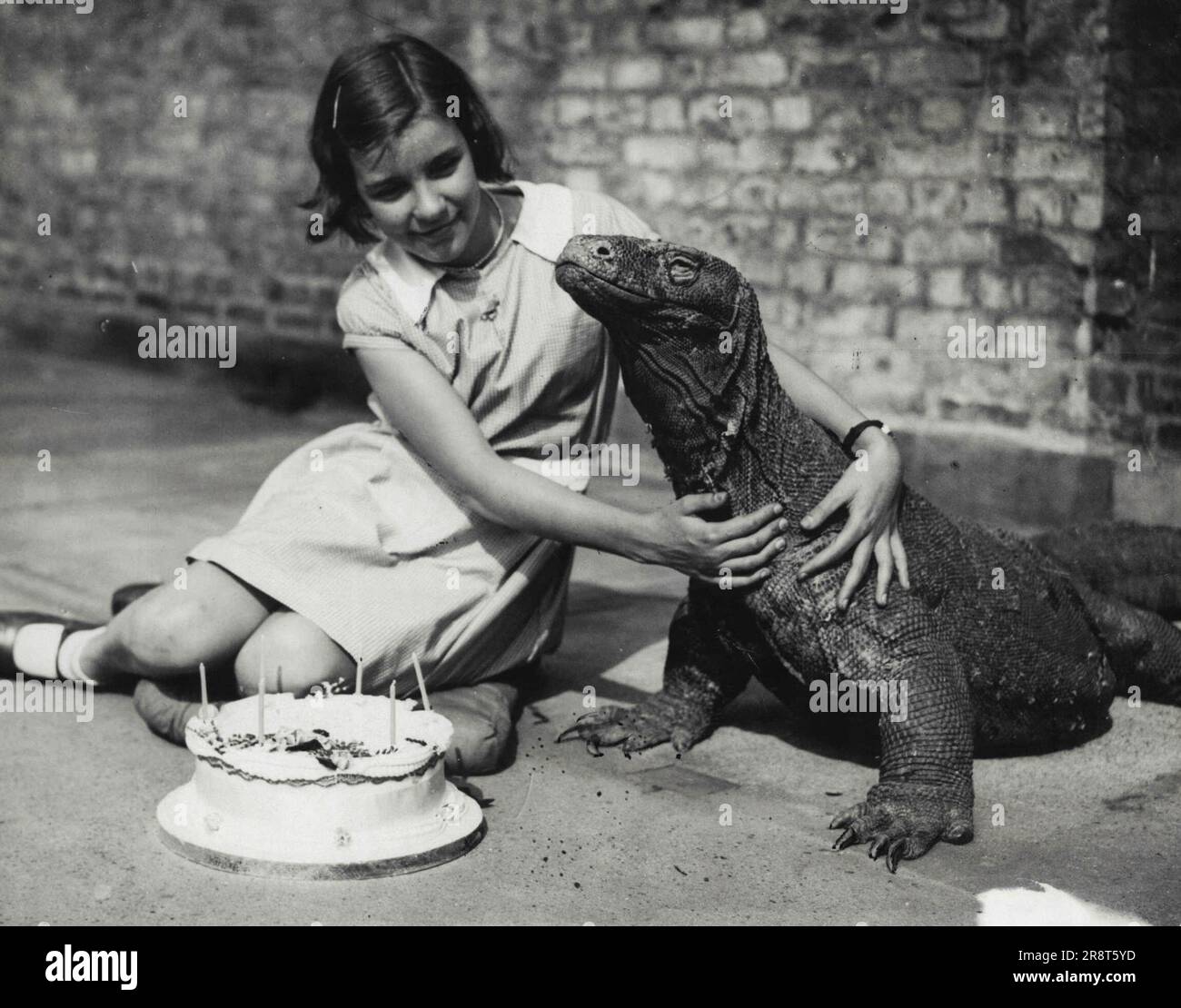 Sumbawa Has A Birthday Party - Sumbawa, King of the Reptile House at