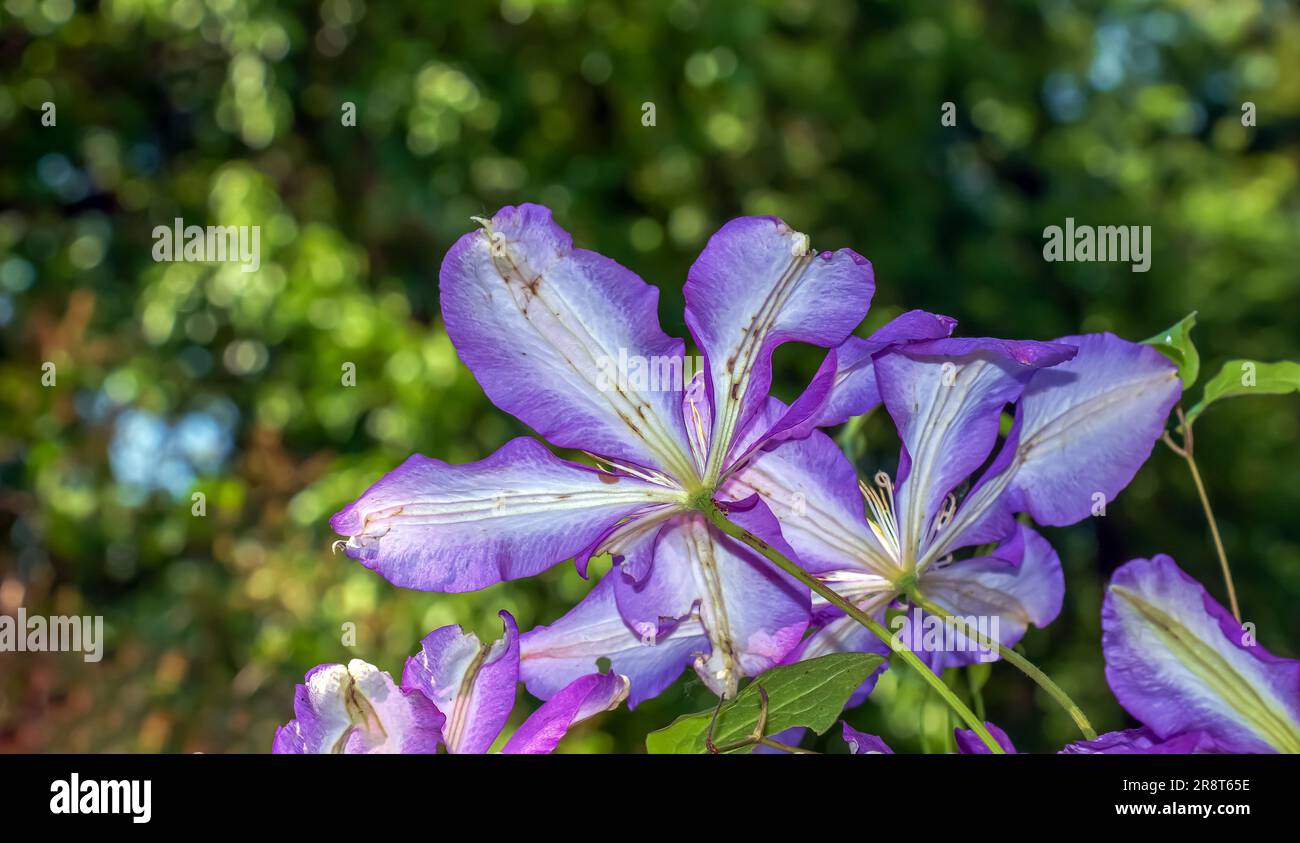 Closeup of Clematis viticella or Polish Spirit purple flower in the garden Stock Photo