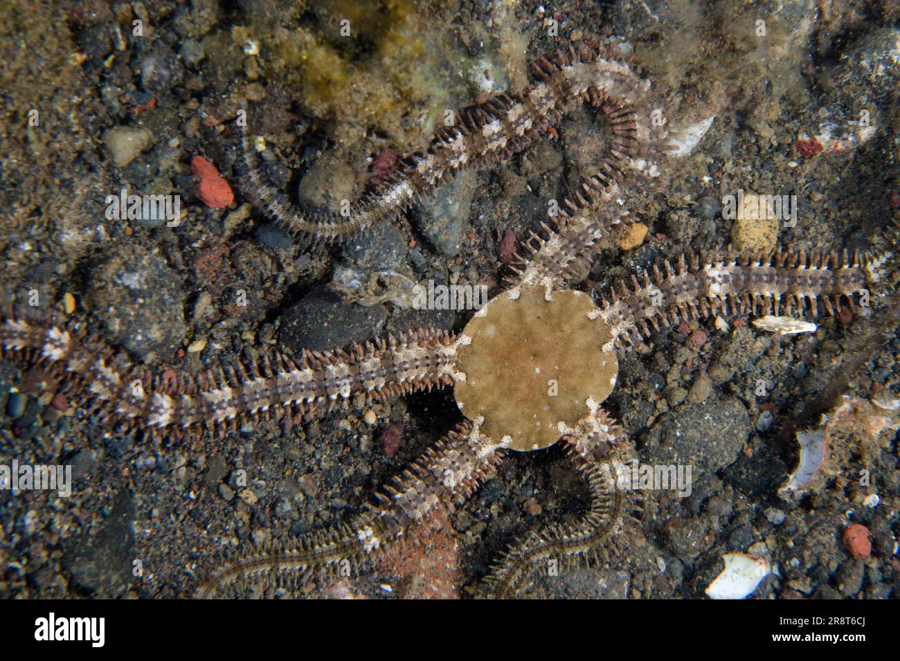 Brittle Star, Ophiocomidae Family, Ghost Bay dive site, Amed, Karangasem Regency, Bali, Indonesia, Indian Ocean Stock Photo