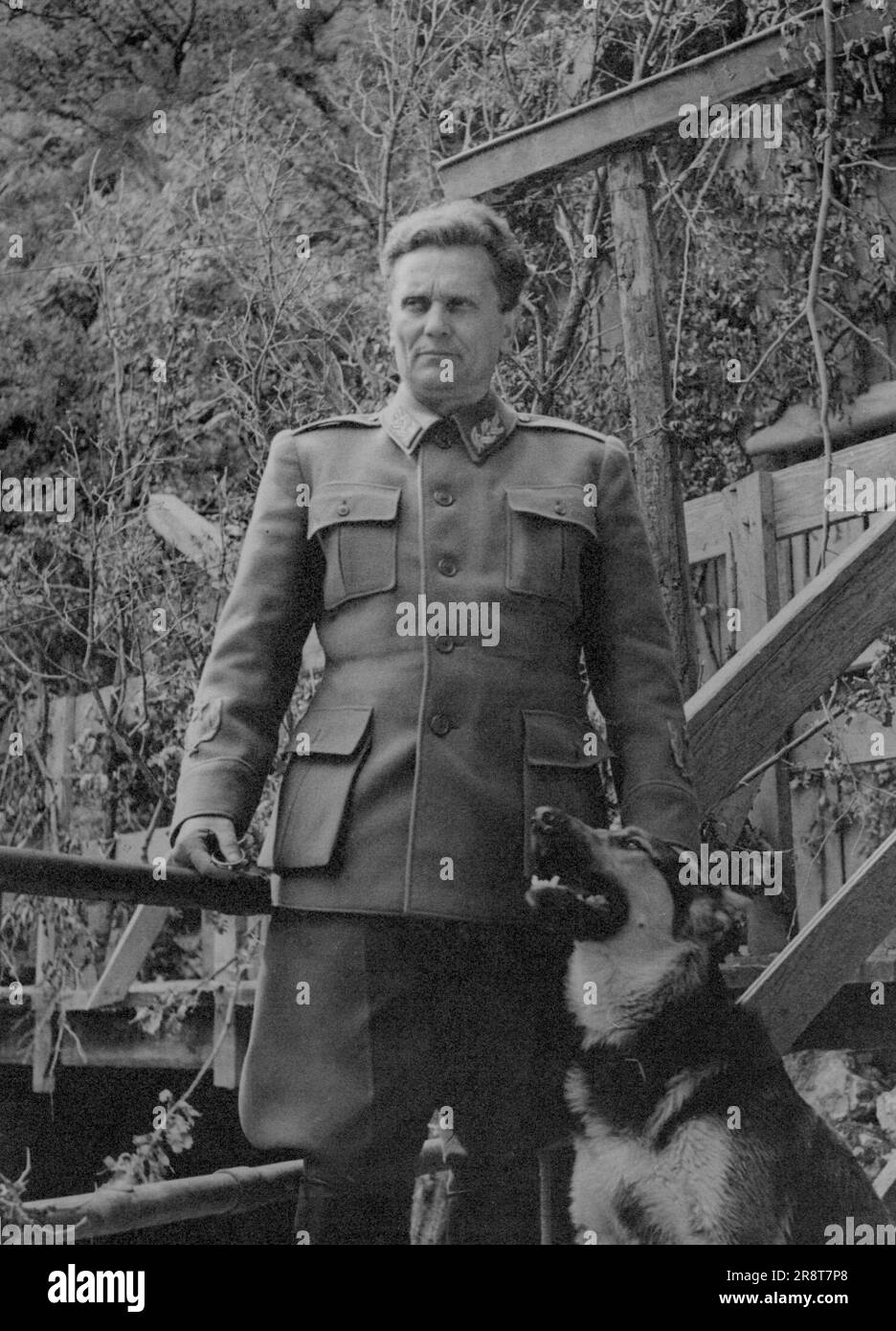 Marshal Tito's H.Q. : Marshal Tito with his favourite pet, a captured German police dog, which answers to the name of 'Tiger'. May 31, 1944. (Photo by British Official Photograph). Stock Photo