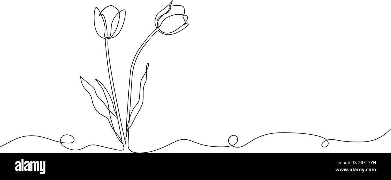 continuous single line drawing of tulips, fresh flowers line art vector ...